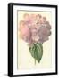 Hydrangea-Frederick Edward Hulme-Framed Giclee Print