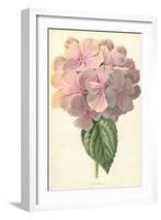 Hydrangea-Frederick Edward Hulme-Framed Giclee Print