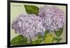 Hydrangea-null-Framed Art Print