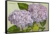 Hydrangea-null-Framed Stretched Canvas