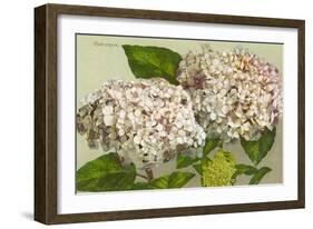 Hydrangea-null-Framed Art Print