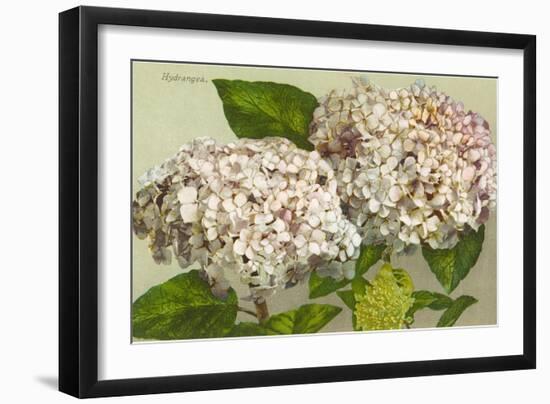 Hydrangea-null-Framed Art Print