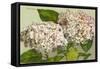 Hydrangea-null-Framed Stretched Canvas