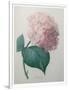 Hydrangea-Pierre-Joseph Redoute-Framed Art Print