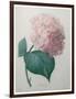 Hydrangea-Pierre-Joseph Redoute-Framed Art Print