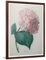 Hydrangea-Pierre-Joseph Redoute-Framed Art Print