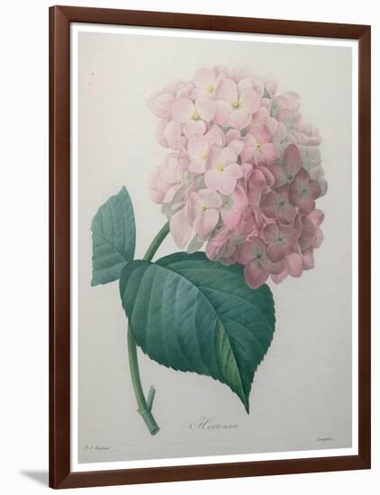 Hydrangea-Pierre-Joseph Redoute-Framed Art Print