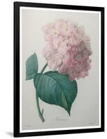 Hydrangea-Pierre-Joseph Redoute-Framed Art Print