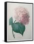 Hydrangea-Pierre-Joseph Redoute-Framed Stretched Canvas