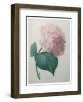 Hydrangea-Pierre-Joseph Redoute-Framed Art Print