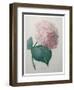 Hydrangea-Pierre-Joseph Redoute-Framed Art Print