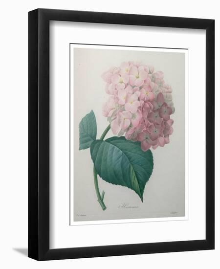 Hydrangea-Pierre-Joseph Redoute-Framed Art Print