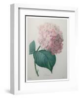 Hydrangea-Pierre-Joseph Redoute-Framed Art Print