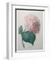 Hydrangea-Pierre-Joseph Redoute-Framed Art Print