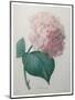 Hydrangea-Pierre-Joseph Redoute-Mounted Art Print