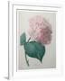 Hydrangea-Pierre-Joseph Redoute-Framed Art Print