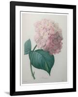 Hydrangea-Pierre-Joseph Redoute-Framed Art Print