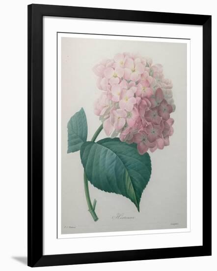 Hydrangea-Pierre-Joseph Redoute-Framed Art Print