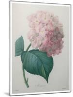 Hydrangea-Pierre-Joseph Redoute-Mounted Art Print