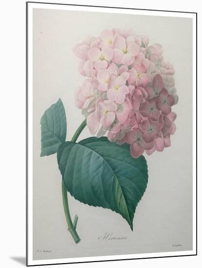 Hydrangea-Pierre-Joseph Redoute-Mounted Art Print