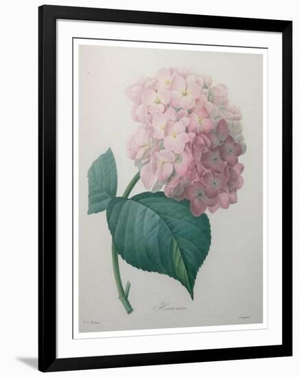 Hydrangea-Pierre-Joseph Redoute-Framed Art Print