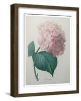 Hydrangea-Pierre-Joseph Redoute-Framed Art Print