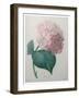 Hydrangea-Pierre-Joseph Redoute-Framed Art Print