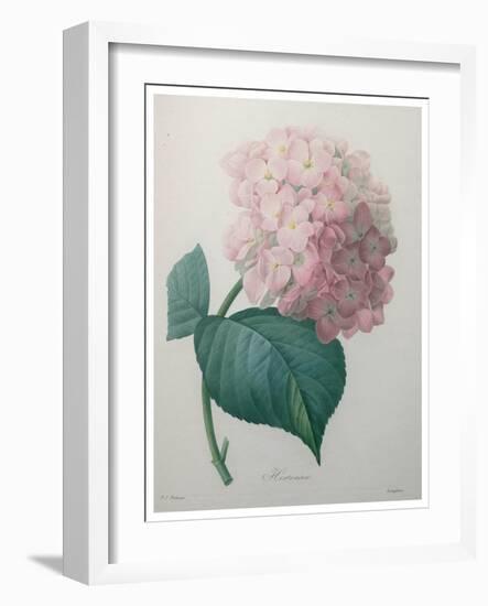 Hydrangea-Pierre-Joseph Redoute-Framed Art Print