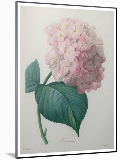 Hydrangea-Pierre-Joseph Redoute-Mounted Art Print