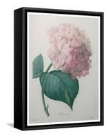 Hydrangea-Pierre-Joseph Redoute-Framed Stretched Canvas