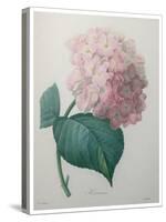 Hydrangea-Pierre-Joseph Redoute-Stretched Canvas