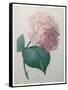 Hydrangea-Pierre-Joseph Redoute-Framed Stretched Canvas