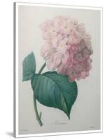 Hydrangea-Pierre-Joseph Redoute-Stretched Canvas