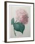 Hydrangea-Pierre-Joseph Redoute-Framed Art Print