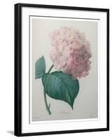 Hydrangea-Pierre-Joseph Redoute-Framed Art Print