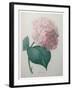 Hydrangea-Pierre-Joseph Redoute-Framed Art Print