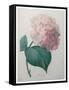 Hydrangea-Pierre-Joseph Redoute-Framed Stretched Canvas