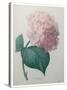 Hydrangea-Pierre-Joseph Redoute-Stretched Canvas