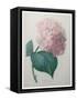Hydrangea-Pierre-Joseph Redoute-Framed Stretched Canvas