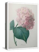 Hydrangea-Pierre-Joseph Redoute-Stretched Canvas