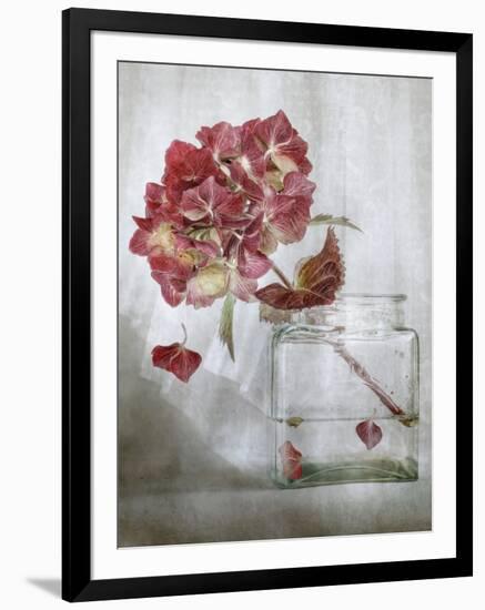 Hydrangea-Mandy Disher-Framed Photographic Print