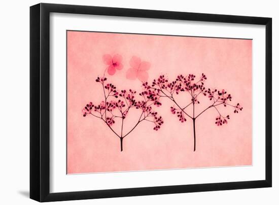 Hydrangea-Graeme Harris-Framed Giclee Print