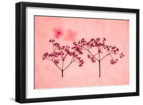 Hydrangea-Graeme Harris-Framed Giclee Print