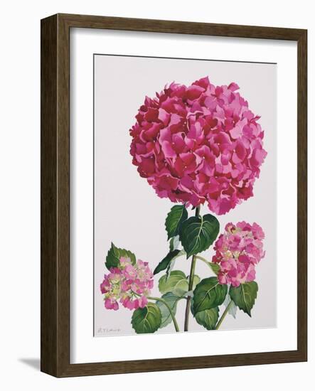 Hydrangea-Christopher Ryland-Framed Giclee Print