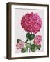 Hydrangea-Christopher Ryland-Framed Giclee Print