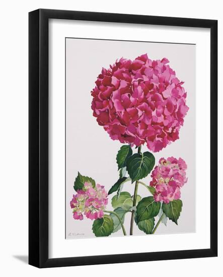 Hydrangea-Christopher Ryland-Framed Giclee Print