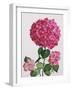 Hydrangea-Christopher Ryland-Framed Giclee Print