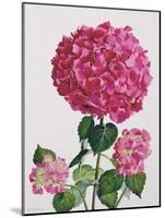 Hydrangea-Christopher Ryland-Mounted Giclee Print