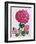 Hydrangea-Christopher Ryland-Framed Giclee Print