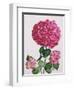 Hydrangea-Christopher Ryland-Framed Giclee Print